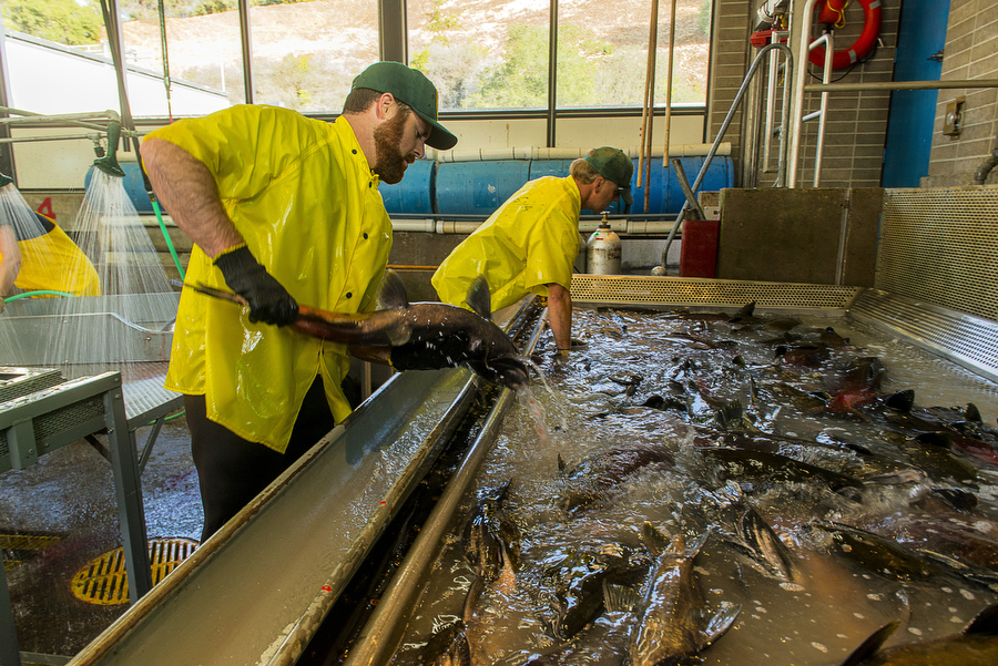 fish hatchery in Oroville CA, Thursday, October 16, 2014. Photo Brian Baer
