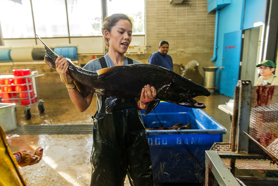 fish hatchery in Oroville CA, Thursday, October 16, 2014. Photo Brian Baer