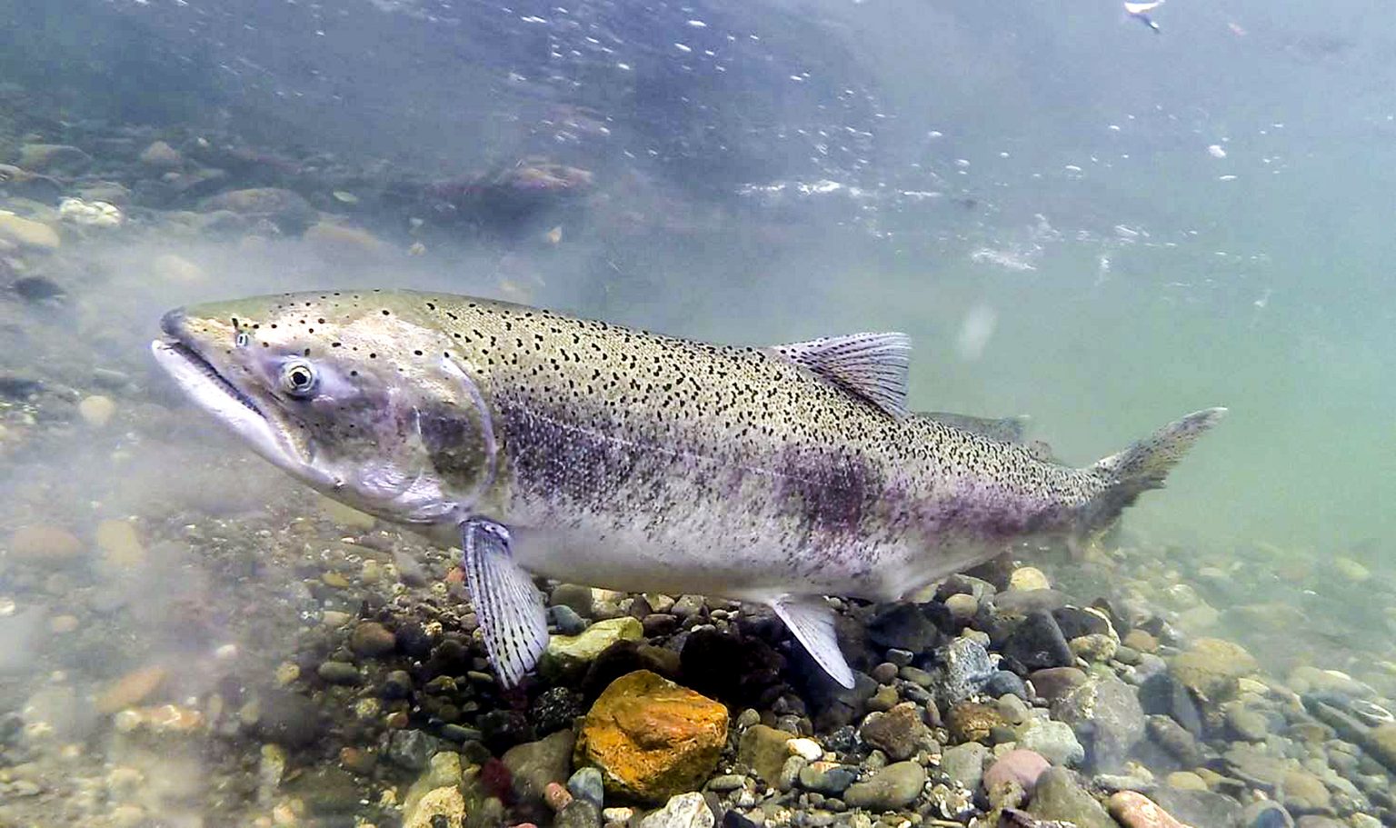 Managing for Fish and Wildlife During a Dry Year in the Sacramento Valley