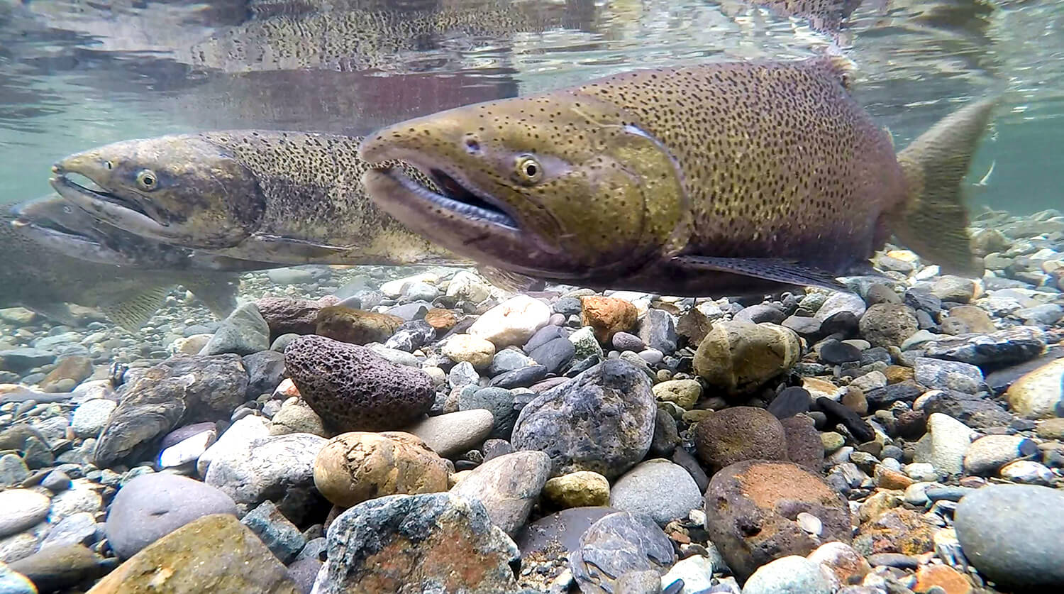 Male Chinook salmon in Butte Creek – Northern California Water Association