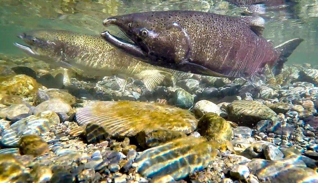 Chinook Salmon Spawning