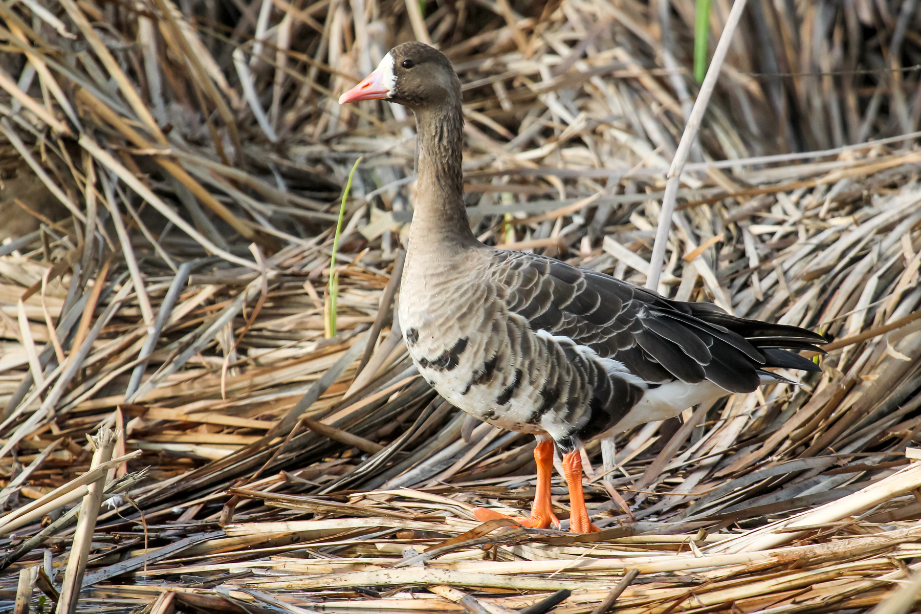 GreaterWhiteFrontedGoose_CNWR_RJ_1-copy