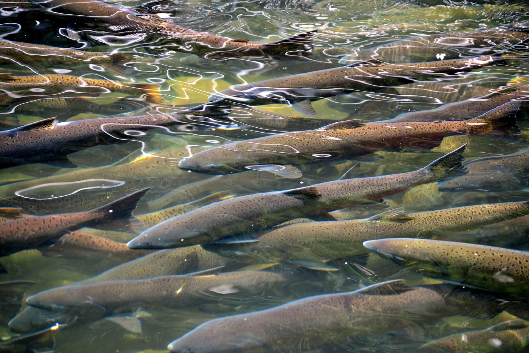 Salmon in River 4 by 6