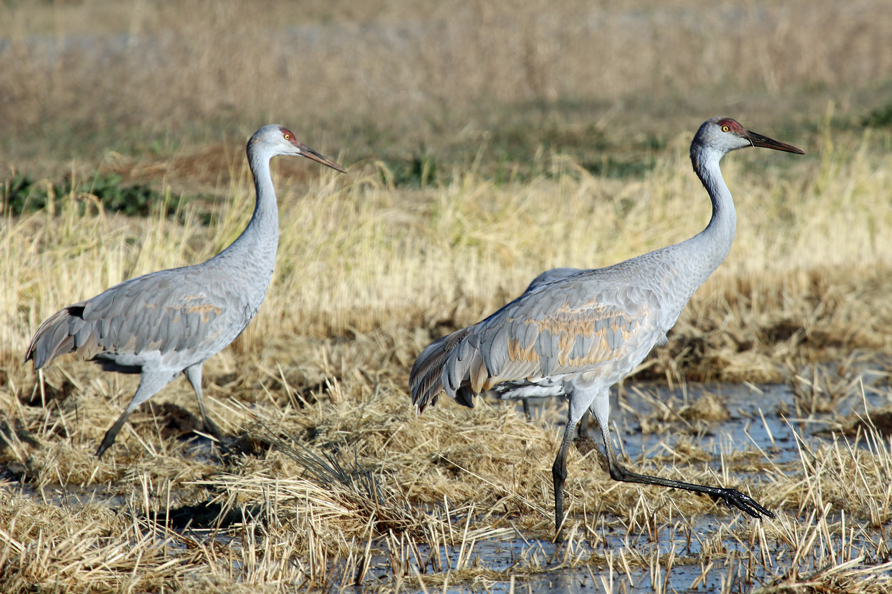 Pacific Flyway - Northern California Water Association