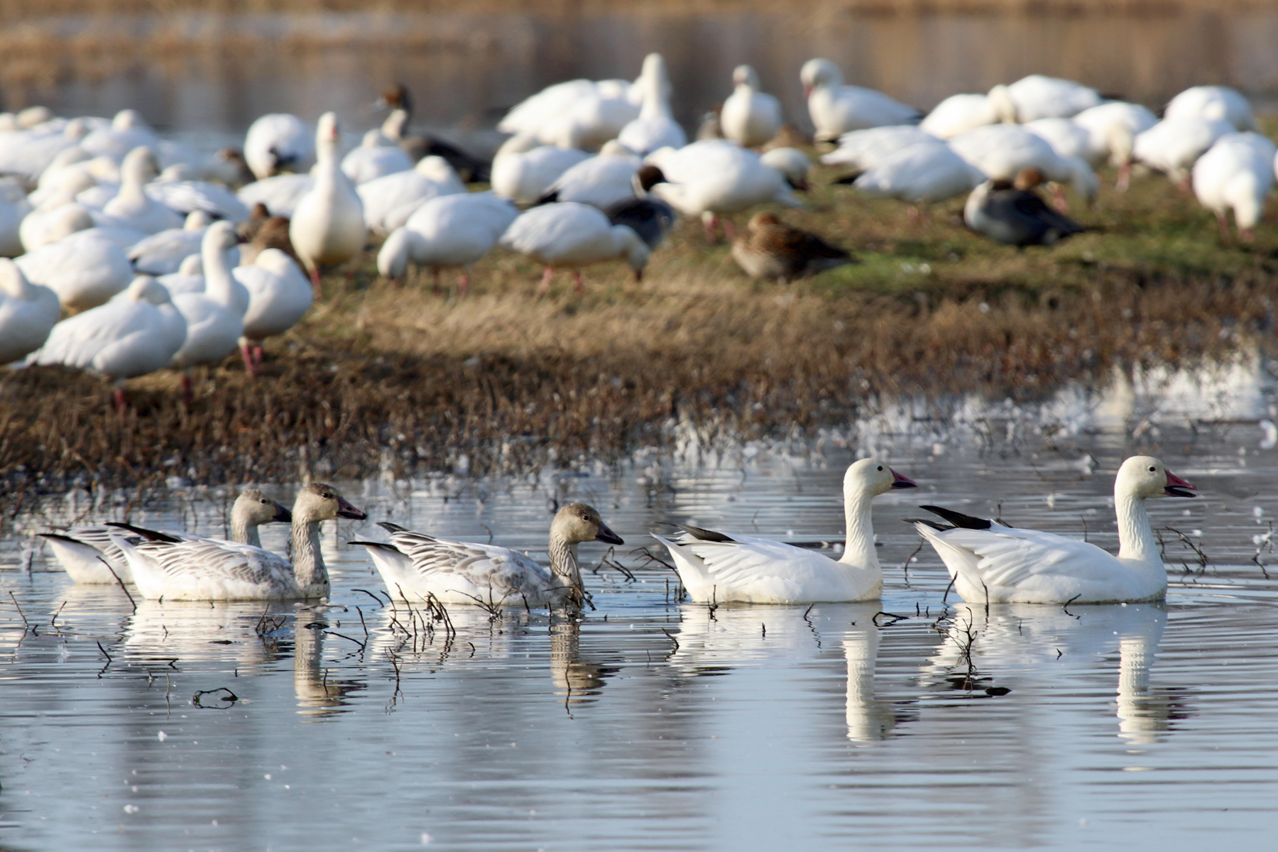 Snow-Geese-Family-CNWR-121218-copy