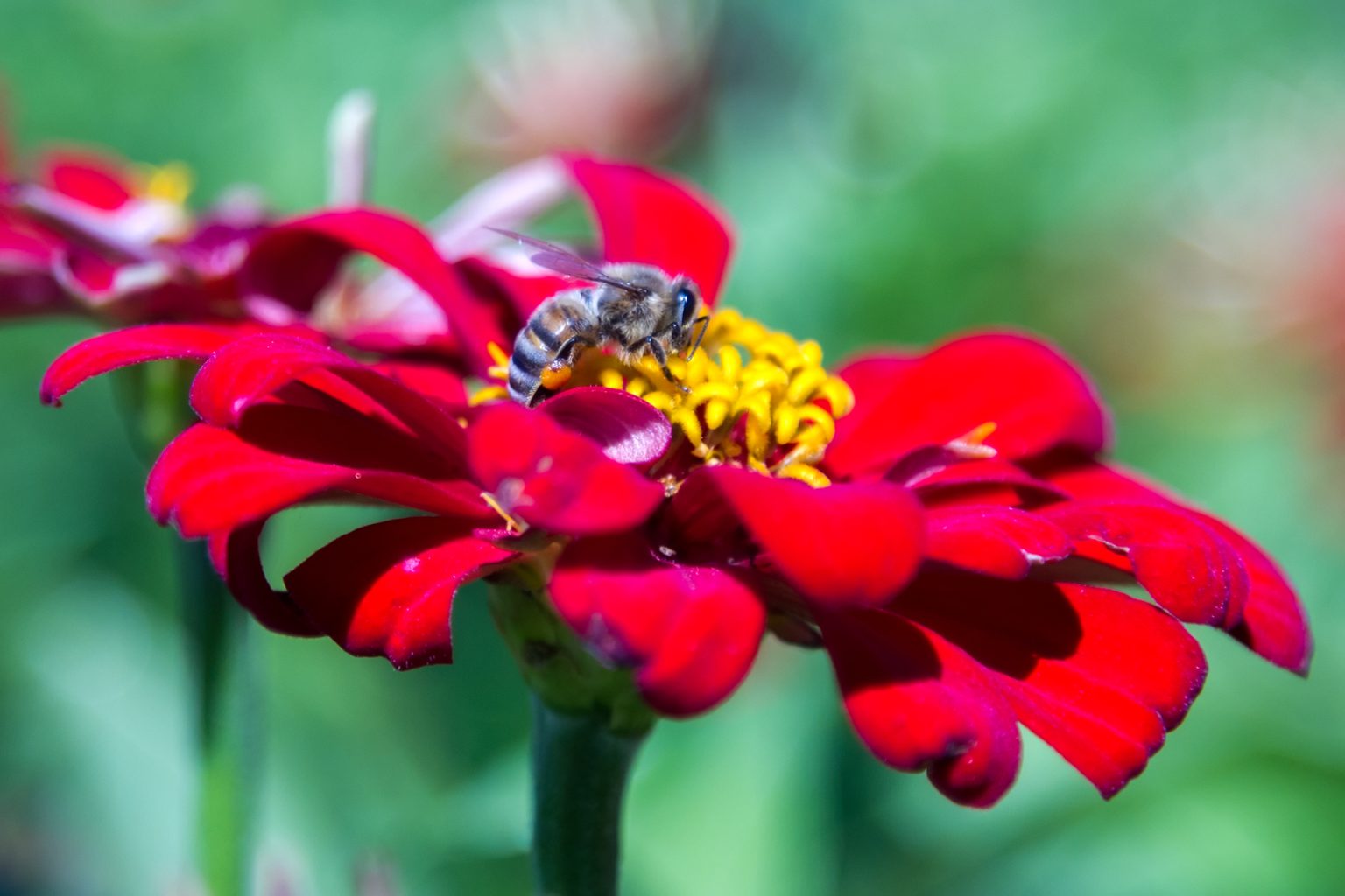 Bringing the Sacramento Valley to Life: The Vital Role of Pollinators ...