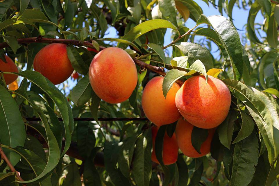 The Sutter Peach Northern California Water Association