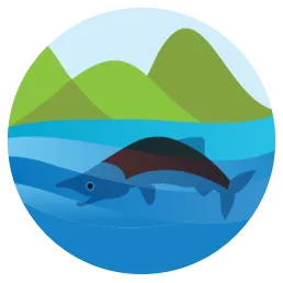 Salmon